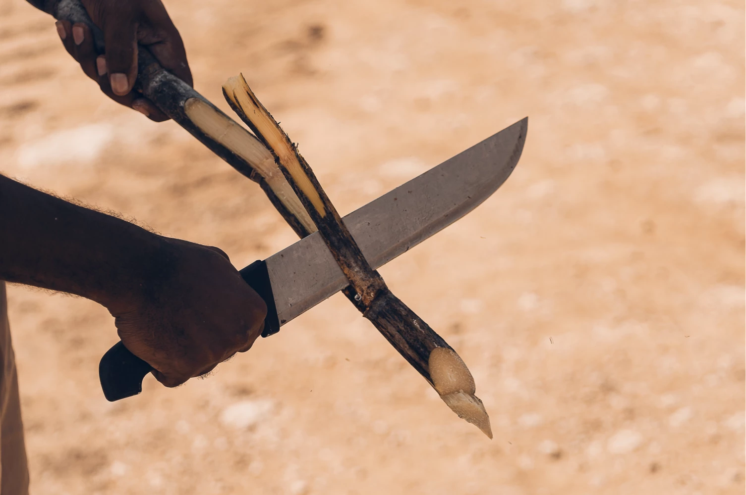 Hands cutting sugarcane with a machete in the field